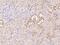 Synaptic Vesicle Glycoprotein 2C antibody, 207147-T08, Sino Biological, Immunohistochemistry paraffin image 