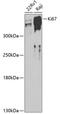 KI-67 antibody, 14-010, ProSci, Western Blot image 