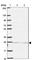 Karyopherin Subunit Alpha 1 antibody, HPA053627, Atlas Antibodies, Western Blot image 