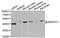 Mitogen-Activated Protein Kinase 11 antibody, A03738, Boster Biological Technology, Western Blot image 