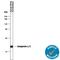 Complexin 1 antibody, MAB8069, R&D Systems, Western Blot image 