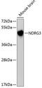 NDRG Family Member 3 antibody, 18-943, ProSci, Western Blot image 