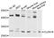 Claudin 18 antibody, STJ110690, St John