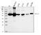 Monoamine Oxidase A antibody, PA1648, Boster Biological Technology, Western Blot image 