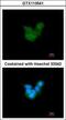 Retinaldehyde-binding protein 1 antibody, GTX113541, GeneTex, Immunofluorescence image 