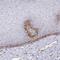SMAD Specific E3 Ubiquitin Protein Ligase 1 antibody, NBP2-58156, Novus Biologicals, Immunohistochemistry paraffin image 