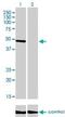 CAMP Responsive Element Binding Protein 3 antibody, H00010488-M01, Novus Biologicals, Western Blot image 