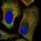 Cysteine And Serine Rich Nuclear Protein 2 antibody, NBP1-89908, Novus Biologicals, Immunofluorescence image 