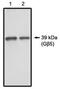 G Protein Subunit Beta 5 antibody, AP05162PU-N, Origene, Western Blot image 