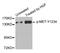 c-met antibody, STJ22294, St John