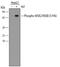 Ribosomal Protein S6 Kinase A4 antibody, PA5-48109, Invitrogen Antibodies, Western Blot image 