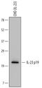 IL-12 antibody, PA5-46913, Invitrogen Antibodies, Western Blot image 