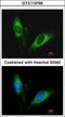 Serpin Family A Member 5 antibody, GTX113795, GeneTex, Immunocytochemistry image 