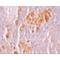 NLR Family Member X1 antibody, LS-C115894, Lifespan Biosciences, Immunohistochemistry paraffin image 