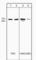 Protein Tyrosine Kinase 2 antibody, FM2461, ECM Biosciences, Western Blot image 