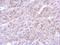 Annexin A8 antibody, NBP2-15410, Novus Biologicals, Immunohistochemistry frozen image 