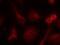 SHC Adaptor Protein 1 antibody, 79-616, ProSci, Immunofluorescence image 