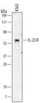 Interleukin 23 Receptor antibody, MAB14001, R&D Systems, Western Blot image 