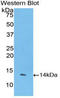 Coagulation Factor VII antibody, LS-C299583, Lifespan Biosciences, Western Blot image 