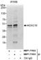 Homeobox C10 antibody, NBP1-71932, Novus Biologicals, Western Blot image 