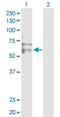 Ring Finger Protein, LIM Domain Interacting antibody, H00051132-D01P, Novus Biologicals, Western Blot image 