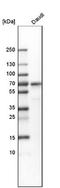 Lymphoid Restricted Membrane Protein antibody, NBP1-87724, Novus Biologicals, Western Blot image 