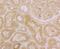 ORAI Calcium Release-Activated Calcium Modulator 3 antibody, NBP2-76956, Novus Biologicals, Immunocytochemistry image 