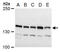 Timeless Circadian Regulator antibody, GTX129604, GeneTex, Western Blot image 