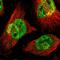 ALX Homeobox 1 antibody, PA5-51608, Invitrogen Antibodies, Immunofluorescence image 