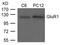 Glutamate Ionotropic Receptor AMPA Type Subunit 1 antibody, 79-598, ProSci, Western Blot image 