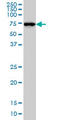 NEDD1 Gamma-Tubulin Ring Complex Targeting Factor antibody, LS-C133833, Lifespan Biosciences, Western Blot image 