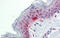 mRNA export factor antibody, 29-253, ProSci, Enzyme Linked Immunosorbent Assay image 