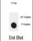 Lysine Demethylase 4B antibody, abx032085, Abbexa, Western Blot image 