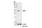 Autophagy Related 4B Cysteine Peptidase antibody, 13507S, Cell Signaling Technology, Western Blot image 