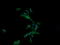 Anaphase Promoting Complex Subunit 11 antibody, LS-C174745, Lifespan Biosciences, Immunofluorescence image 