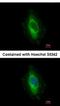 LIM Domain And Actin Binding 1 antibody, NBP2-16354, Novus Biologicals, Immunofluorescence image 