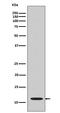 Histone Cluster 4 H4 antibody, P14495-1, Boster Biological Technology, Western Blot image 
