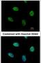 Nuclear Receptor Subfamily 4 Group A Member 1 antibody, PA5-27274, Invitrogen Antibodies, Immunofluorescence image 