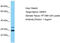 Olfactory Receptor Family 5 Subfamily P Member 3 antibody, TA331608, Origene, Western Blot image 