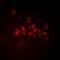 Isocitrate Dehydrogenase (NADP(+)) 1, Cytosolic antibody, abx225228, Abbexa, Western Blot image 