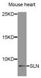Sarcolipin antibody, MBS128582, MyBioSource, Western Blot image 