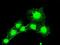 BUB1 Mitotic Checkpoint Serine/Threonine Kinase B antibody, GTX84771, GeneTex, Immunofluorescence image 