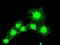 Mad3l antibody, GTX84771, GeneTex, Immunofluorescence image 