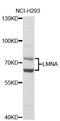 Lamin A/C antibody, abx126963, Abbexa, Western Blot image 