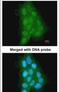 Melanoma-associated antigen 11 antibody, PA5-22114, Invitrogen Antibodies, Immunofluorescence image 