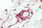 Collagen Triple Helix Repeat Containing 1 antibody, MBS249099, MyBioSource, Immunohistochemistry frozen image 