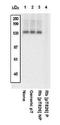 RB Transcriptional Corepressor 1 antibody, GTX24779, GeneTex, Western Blot image 