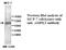 Protein Kinase AMP-Activated Catalytic Subunit Alpha 1 antibody, MBS415535, MyBioSource, Western Blot image 