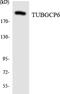 Tubulin Gamma Complex Associated Protein 6 antibody, LS-C292206, Lifespan Biosciences, Western Blot image 