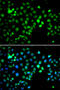 Metal Response Element Binding Transcription Factor 2 antibody, 22-680, ProSci, Immunofluorescence image 